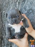 american bully puppy posted by Exotic Bully